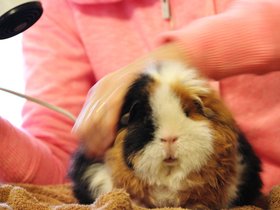 2015-12-29 Missy being blow dried after an anti-fungal bath (c) Jason Grossman.jpg